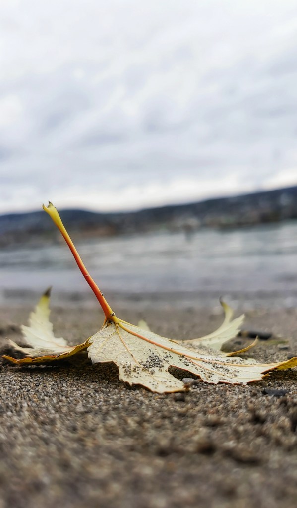 Strand, Ahornblatt, Sand, Zürichsee,