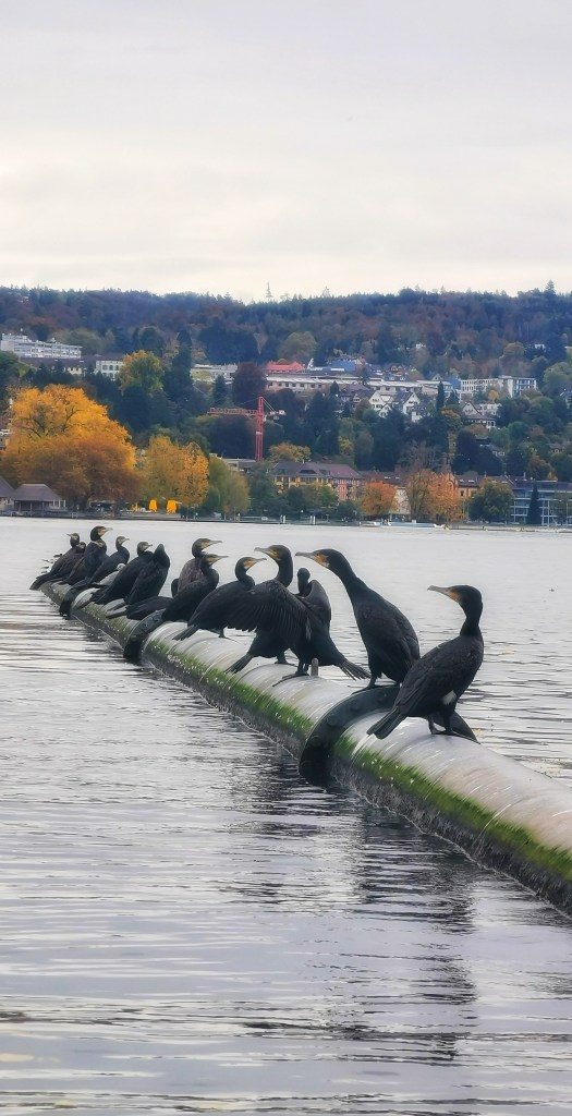 Kormorane, Zürichsee, Zürich,